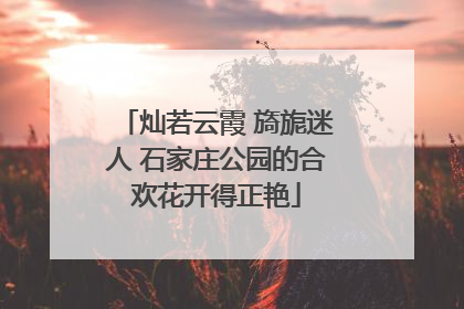 灿若云霞 旖旎迷人 石家庄公园的合欢花开得正艳