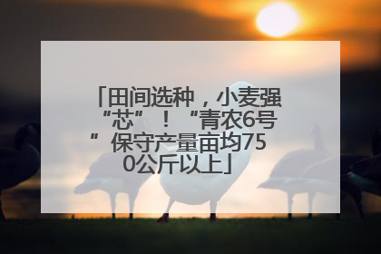 田间选种，小麦强“芯”！“青农6号”保守产量亩均750公斤以上