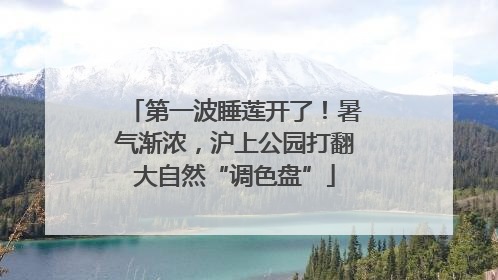 第一波睡莲开了！暑气渐浓，沪上公园打翻大自然“调色盘”
