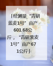 经测量“青研蓝麦1号”亩产601.68公斤，“青研紫麦1号”亩产671公斤