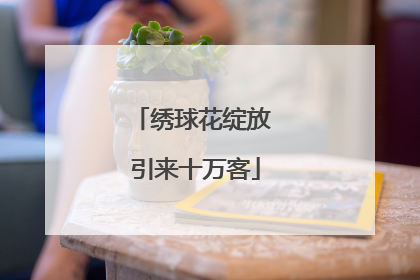 绣球花绽放 引来十万客