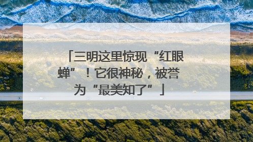 三明这里惊现“红眼蝉”！它很神秘，被誉为“最美知了”