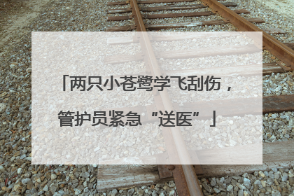 两只小苍鹭学飞刮伤，管护员紧急“送医”