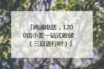 两通电话，1200亩小麦一站式收储（三夏进行时）
