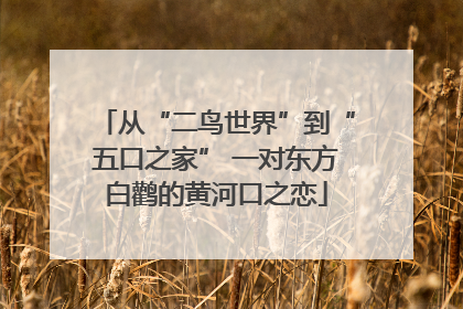 从“二鸟世界”到“五口之家” 一对东方白鹳的黄河口之恋
