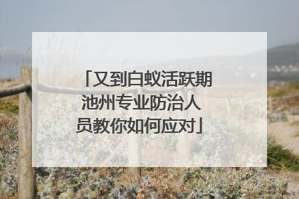 又到白蚁活跃期 池州专业防治人员教你如何应对