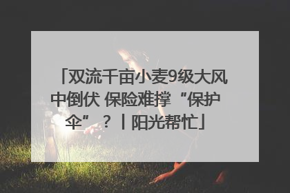 双流千亩小麦9级大风中倒伏 保险难撑“保护伞”？丨阳光帮忙