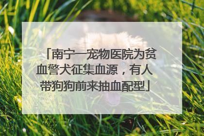 南宁一宠物医院为贫血警犬征集血源，有人带狗狗前来抽血配型