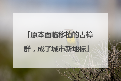 原本面临移植的古樟群，成了城市新地标
