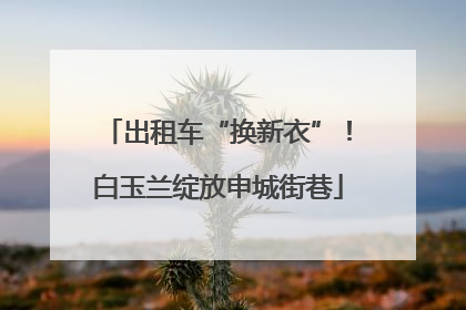 出租车“换新衣”！白玉兰绽放申城街巷