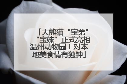 大熊猫“宝弟”“宝妹”正式亮相温州动物园！对本地美食情有独钟