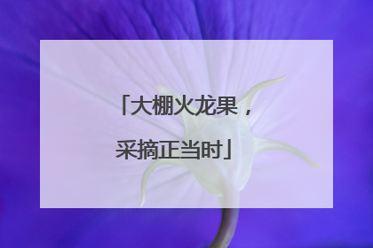 大棚火龙果，采摘正当时