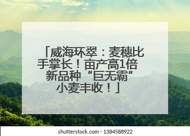 威海环翠：麦穗比手掌长！亩产高1倍 新品种“巨无霸”小麦丰收！