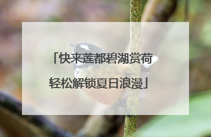 快来莲都碧湖赏荷 轻松解锁夏日浪漫