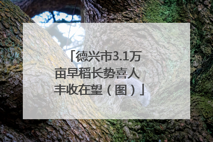 德兴市3.1万亩早稻长势喜人 丰收在望（图）