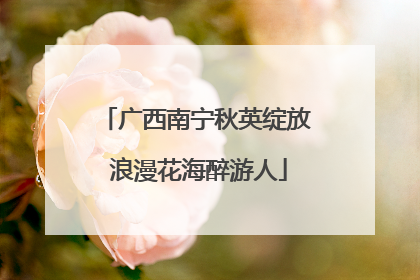 广西南宁秋英绽放 浪漫花海醉游人