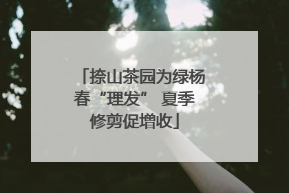 捺山茶园为绿杨春“理发” 夏季修剪促增收