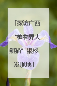 探访广西“植物界大熊猫”银杉发现地