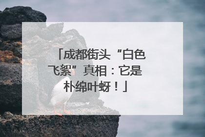 成都街头“白色飞絮”真相：它是朴绵叶蚜！
