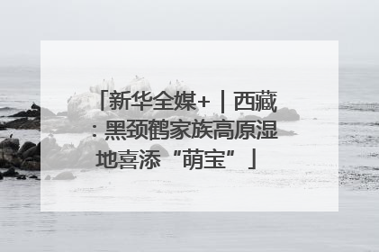 新华全媒+｜西藏：黑颈鹤家族高原湿地喜添“萌宝”