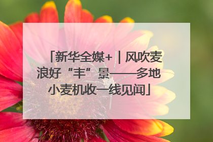 新华全媒+｜风吹麦浪好“丰”景——多地小麦机收一线见闻