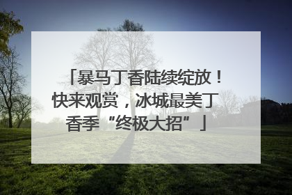 暴马丁香陆续绽放！快来观赏，冰城最美丁香季“终极大招”