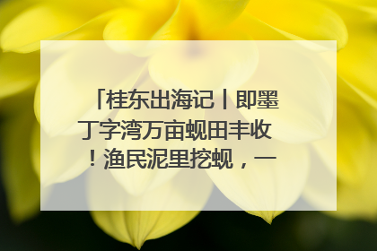 桂东出海记丨即墨丁字湾万亩蚬田丰收！渔民泥里挖蚬，一天上岸过千斤