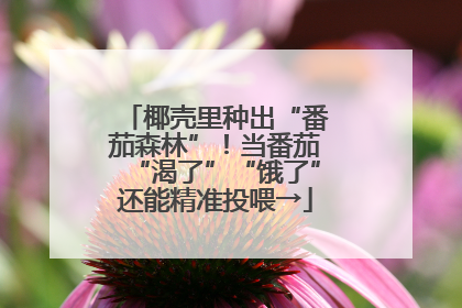 椰壳里种出“番茄森林”！当番茄“渴了”“饿了”还能精准投喂→