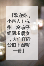 欢迎你，小客人！杭州一窝萌仔组团求喂食，大伯在窗台拍下温馨一幕