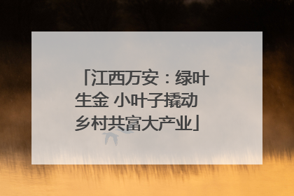 江西万安：绿叶生金 小叶子撬动乡村共富大产业