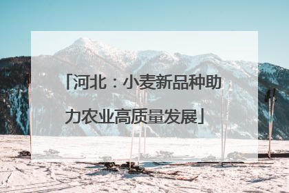 河北：小麦新品种助力农业高质量发展