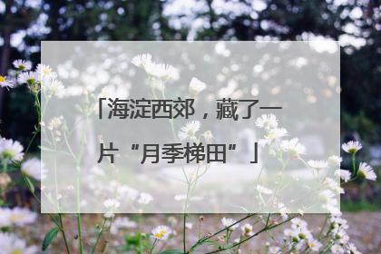 海淀西郊，藏了一片“月季梯田”
