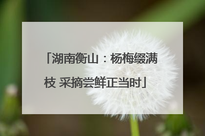 湖南衡山：杨梅缀满枝 采摘尝鲜正当时