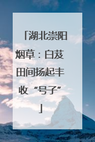 湖北崇阳烟草：白芨田间扬起丰收“号子”