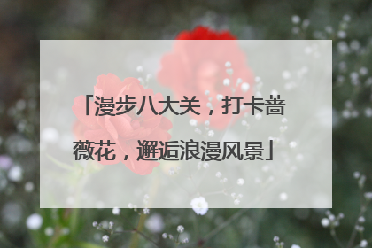 漫步八大关，打卡蔷薇花，邂逅浪漫风景