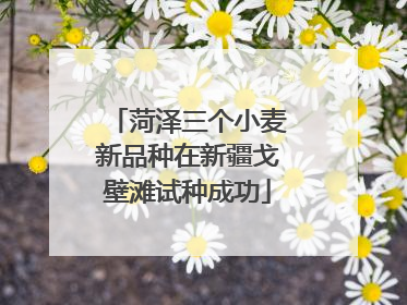 菏泽三个小麦新品种在新疆戈壁滩试种成功