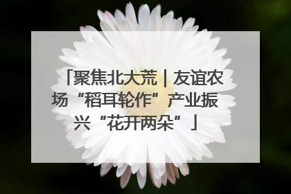 聚焦北大荒｜友谊农场“稻耳轮作”产业振兴“花开两朵”