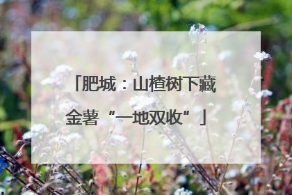 肥城：山楂树下藏金薯“一地双收”