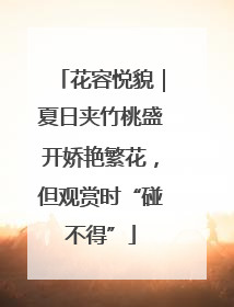 花容悦貌｜夏日夹竹桃盛开娇艳繁花，但观赏时“碰不得”