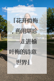 花开似梅，药用堪珍——走进榆叶梅的诗意世界