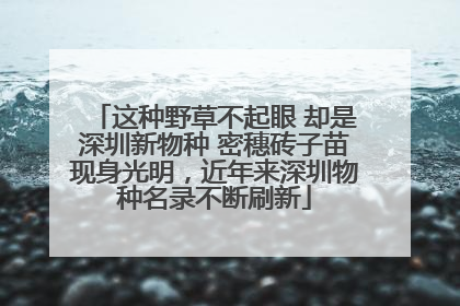 这种野草不起眼 却是深圳新物种 密穗砖子苗现身光明，近年来深圳物种名录不断刷新