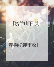 贺兰山下 头茬枸杞迎丰收