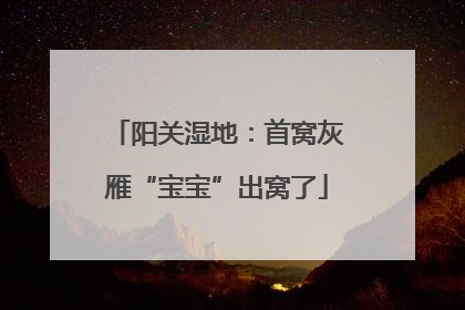 阳关湿地：首窝灰雁“宝宝”出窝了
