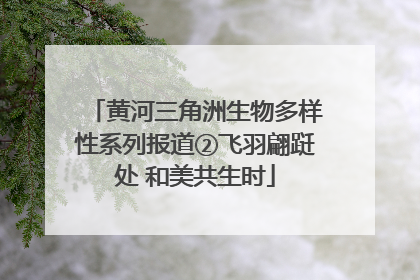 黄河三角洲生物多样性系列报道②飞羽翩跹处 和美共生时