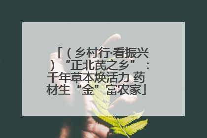 （乡村行·看振兴）“正北芪之乡”：千年草本焕活力 药材生“金”富农家