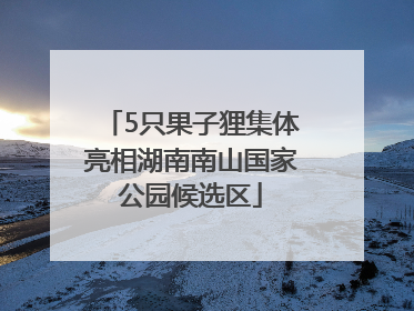 5只果子狸集体亮相湖南南山国家公园候选区
